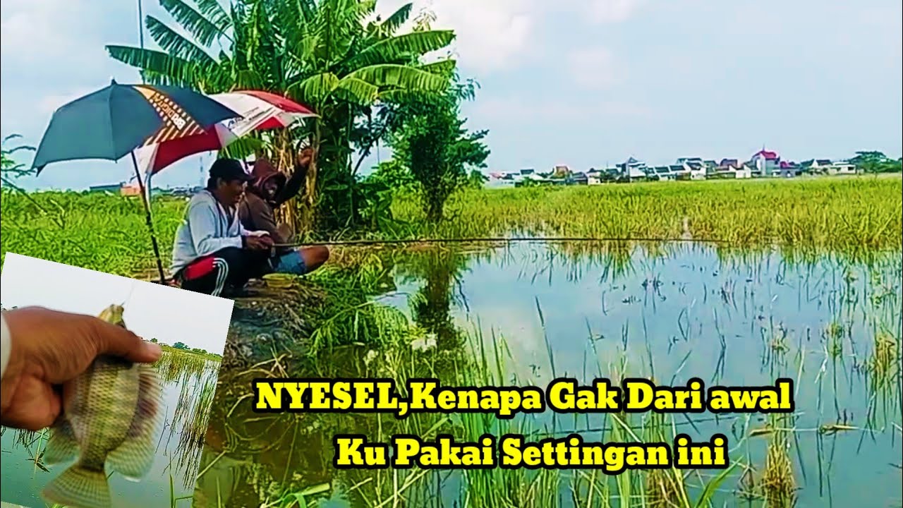 Tembak dangkal‼️ spot sawah full nila gemuk gemuk @lekjobolangfishingchanel