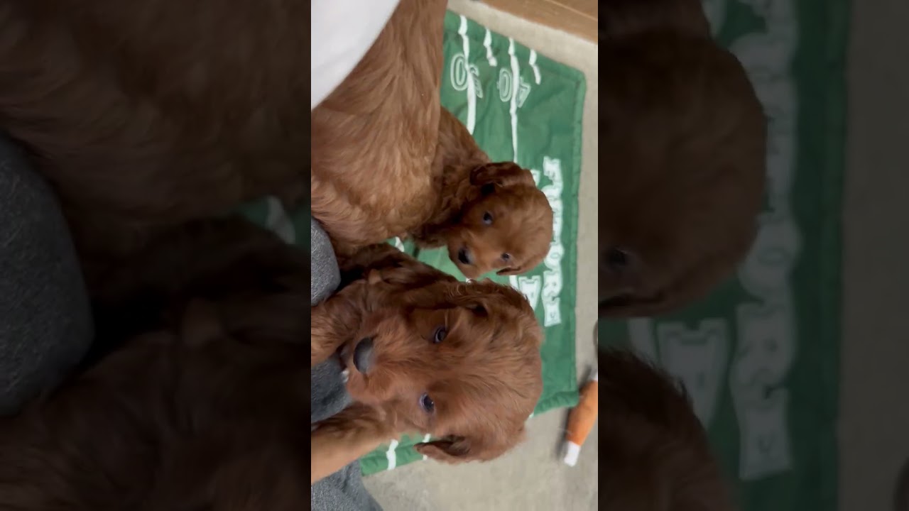 Trooper’s lap loving puppies six weeks old.