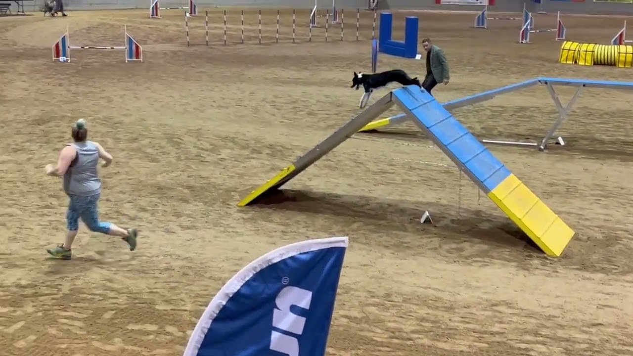 McCann's Bee-Line clocks FASTEST TIME in Agility Speedstakes Final at the US OPEN! (Florida 2022)