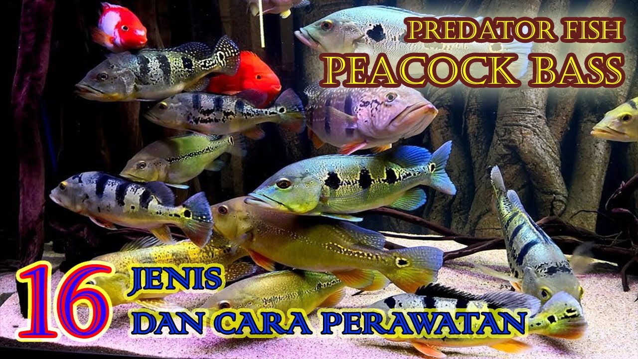 IKAN PREDATOR PEACOCK BASS! 16 JENIS dan CARA PERAWATAN