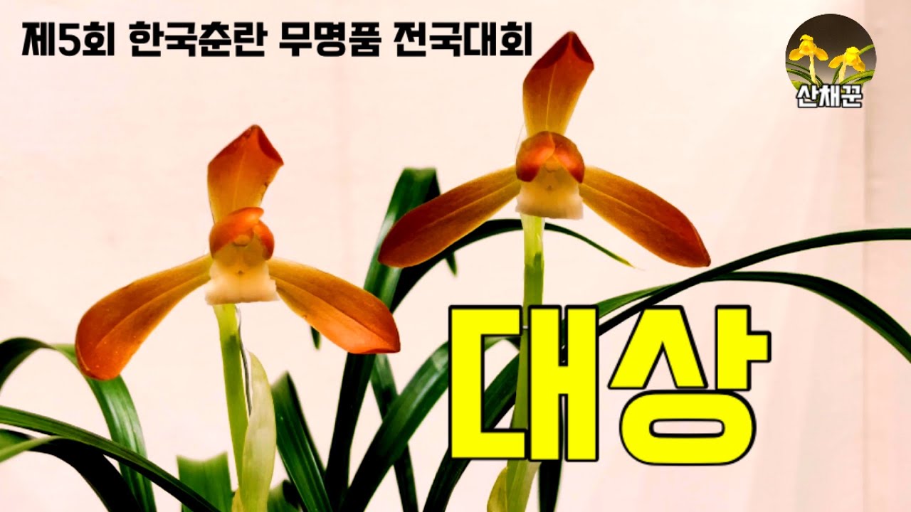 화려한 봄꽃의 시작! 제5회 한국춘란 무명품 전국대회(합천)