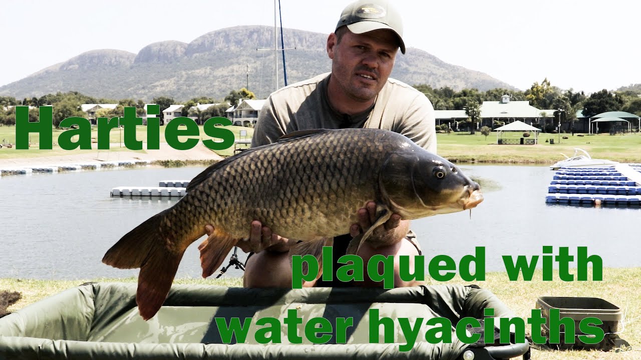 Harties plaqued with water hyacinths