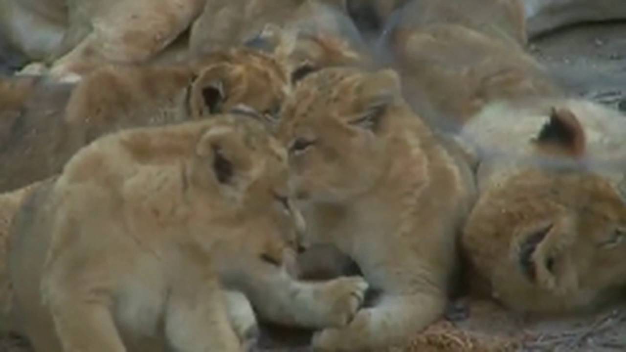 Nkuhuma Lion Cubs: Dawn to Dark  August 25, 2016