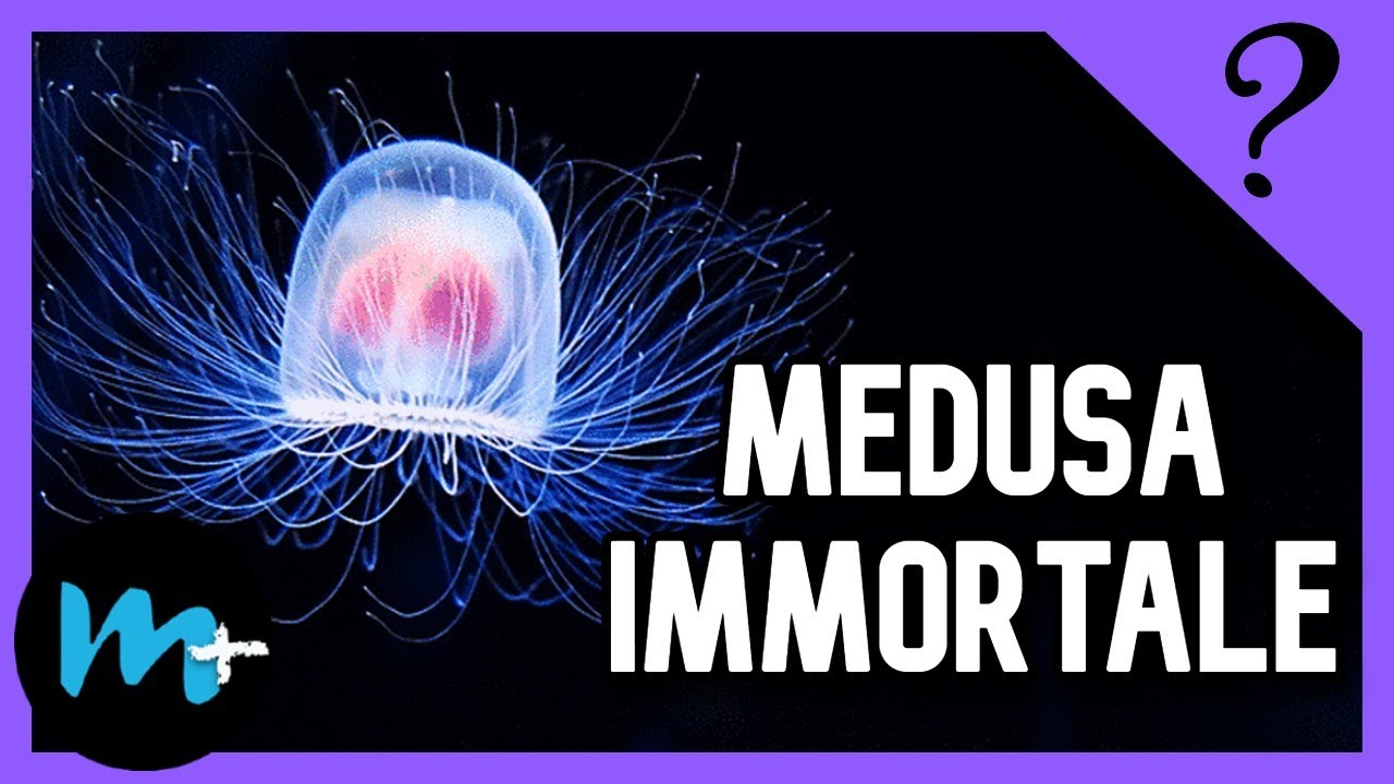 Top 10 MISTERI pi&ugrave; MISTERIOSI degli OCEANI!