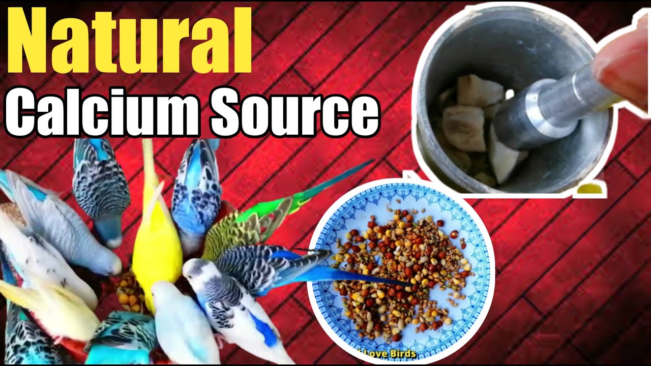 Natural Calcium Sources for Budgies Parrot & Love Birds | Softfood Mix Calcium Powder for Breeding