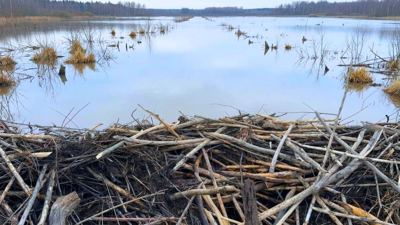 Breaking the Beaver Dam Caused Instant Flood Release!