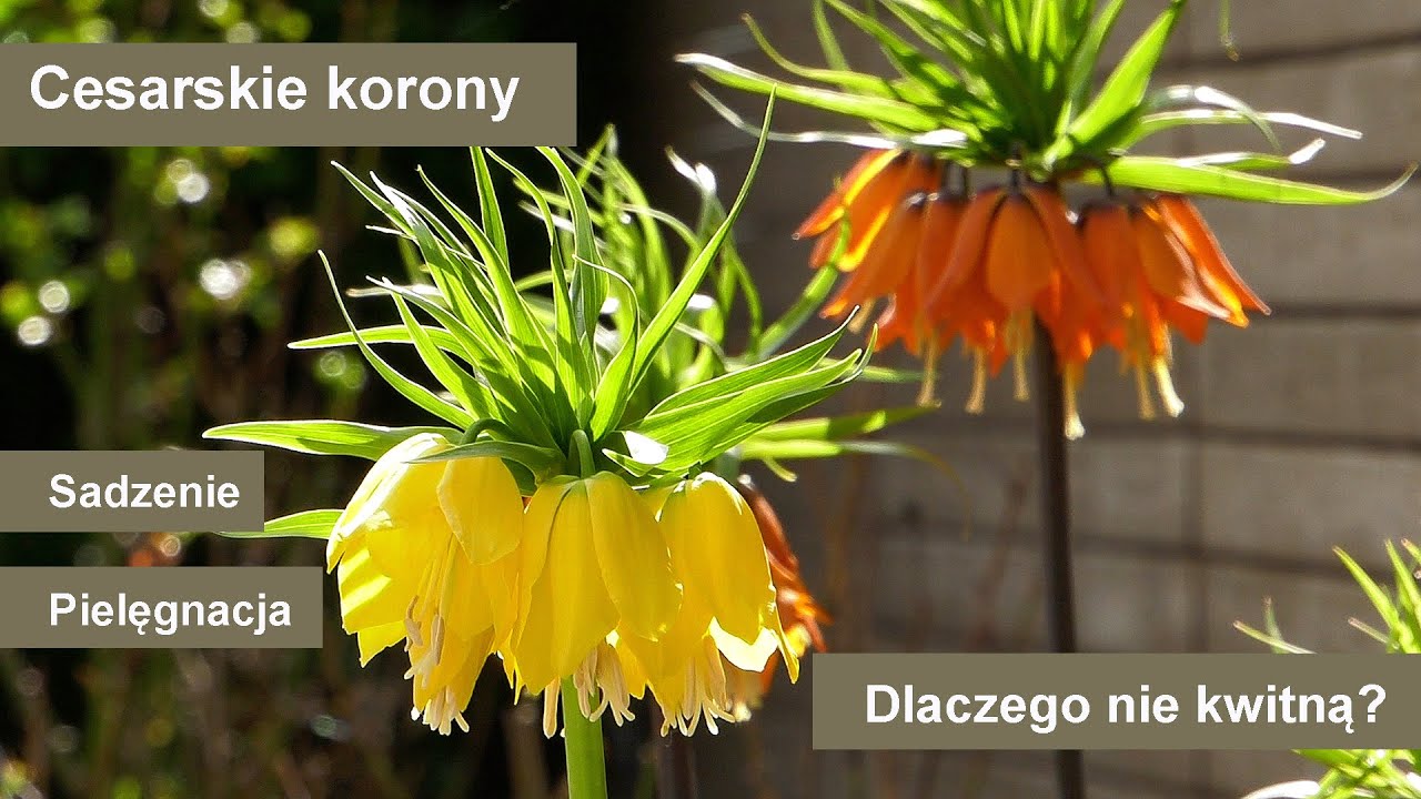 Cesarskie korony - dlaczego nie kwitną? Kwiaty cebulowe w ogrodzie - jak mieć piękne kwiaty?