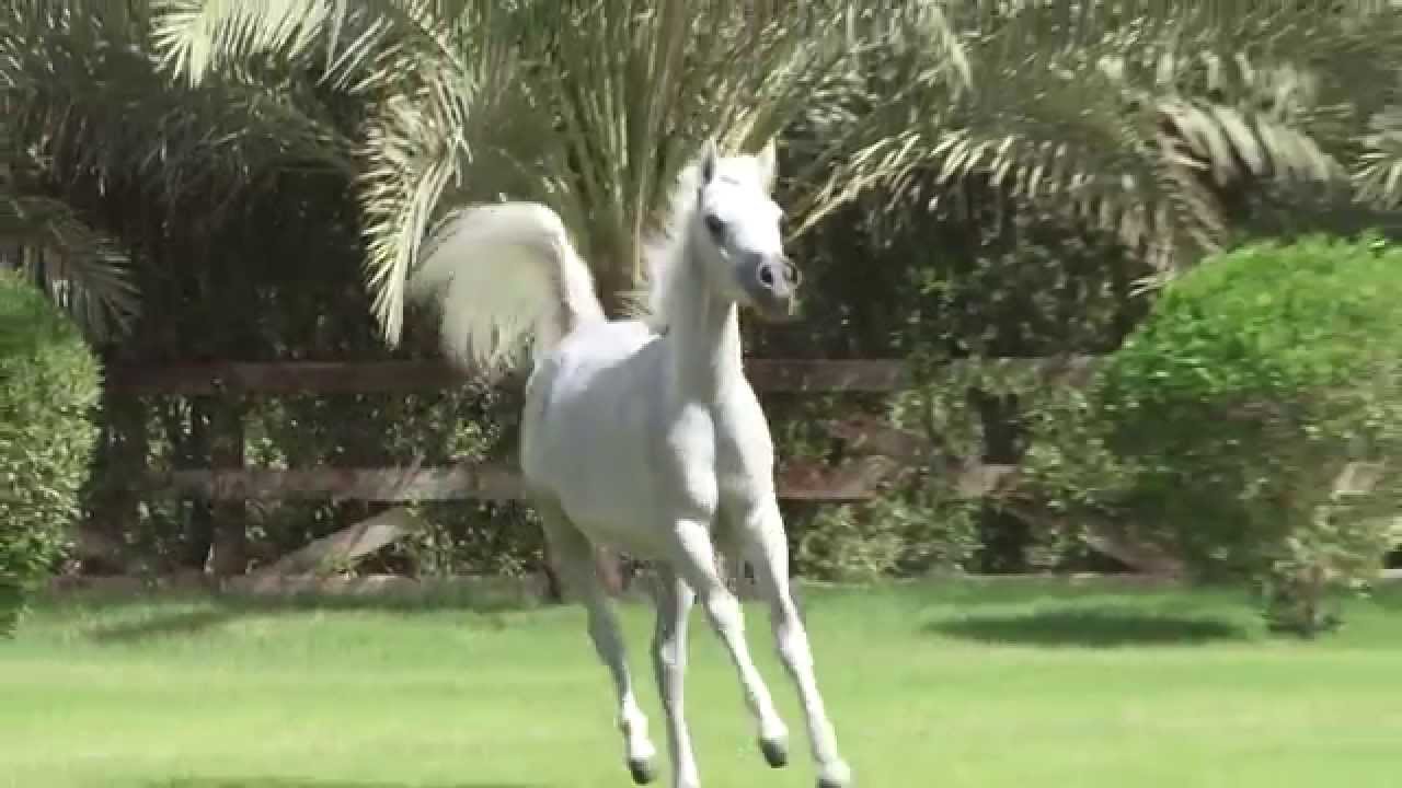 Moneerah Ezzain.mov