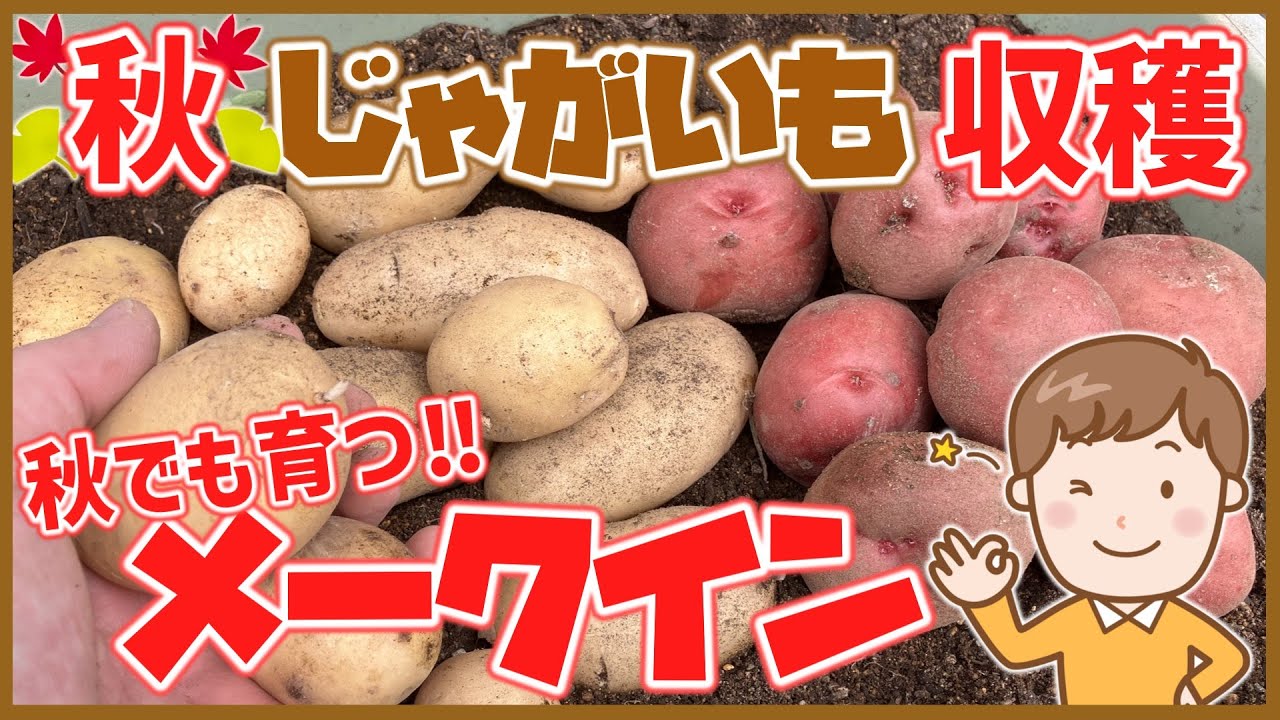 【家庭菜園】秋じゃがいも　アンデスレッド・メークイン・デジマの収穫まで～小さな種芋でどれだけ収穫できたのか～