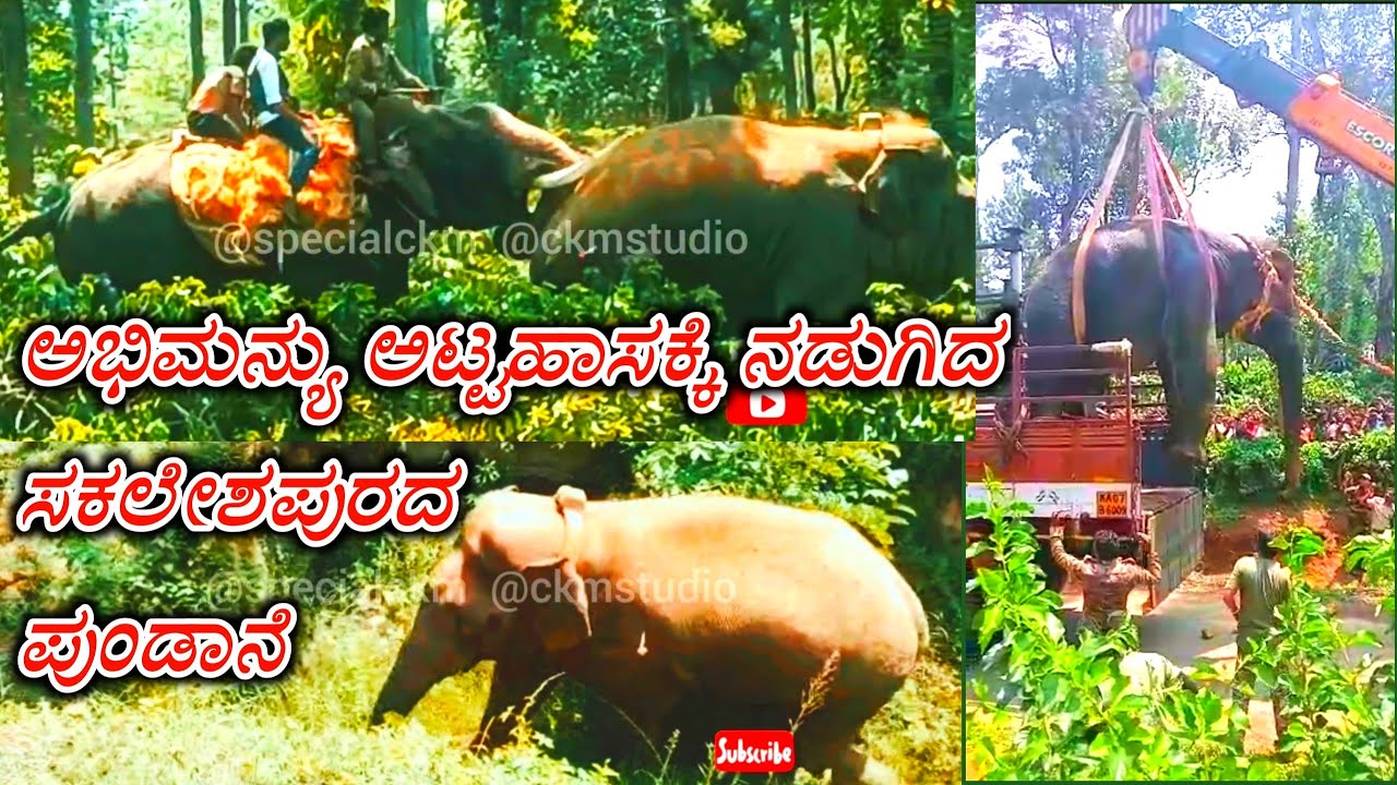 elephant attack 🐘 abhimanyu Power ಅಭಿಮನ್ಯು ಅಟ್ಟಹಾಸಕ್ಕೆ 🐘 ನಡುಗಿದ ಸಕಲೇಶಪುರದ ಪುಂಡಾನೆ 🔥 elephants fights