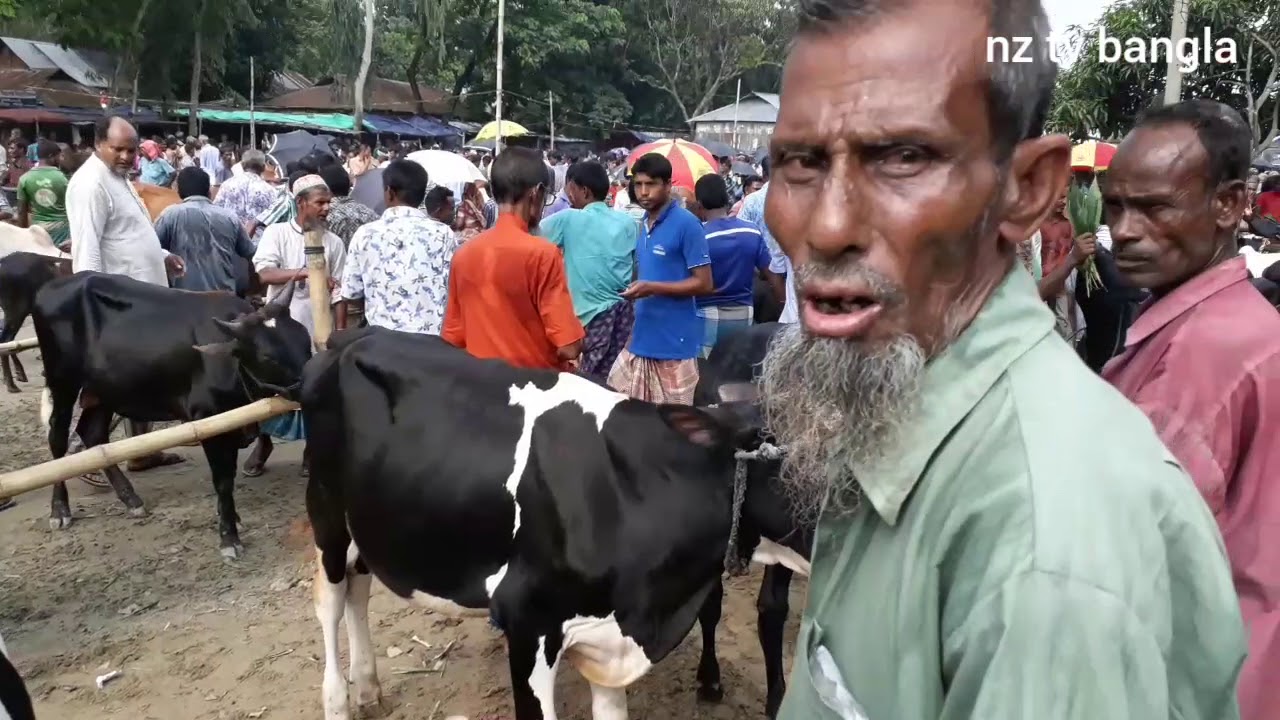 উন্নত জাতের ষাঁড় গরুর দাম জানুন// দারিয়াপুর পশুর হাট থেকে// গাইবান্ধা।cow price in dariapur haat