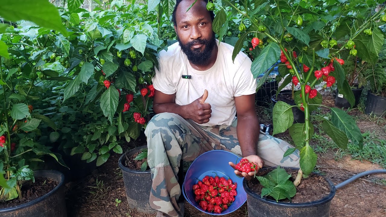Trinidadian Scorpion Pepper Harvest! Come Pick Peppers From Our Container Garden With Us