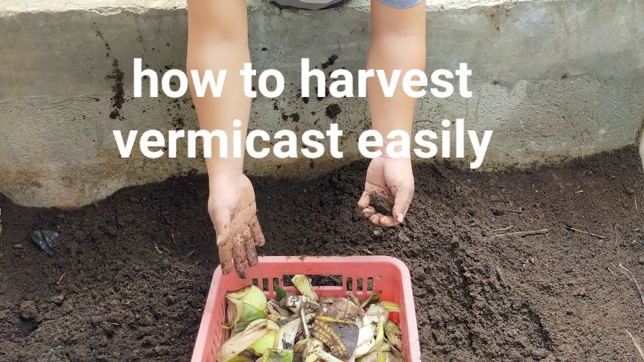 Best way to harvest vermicast