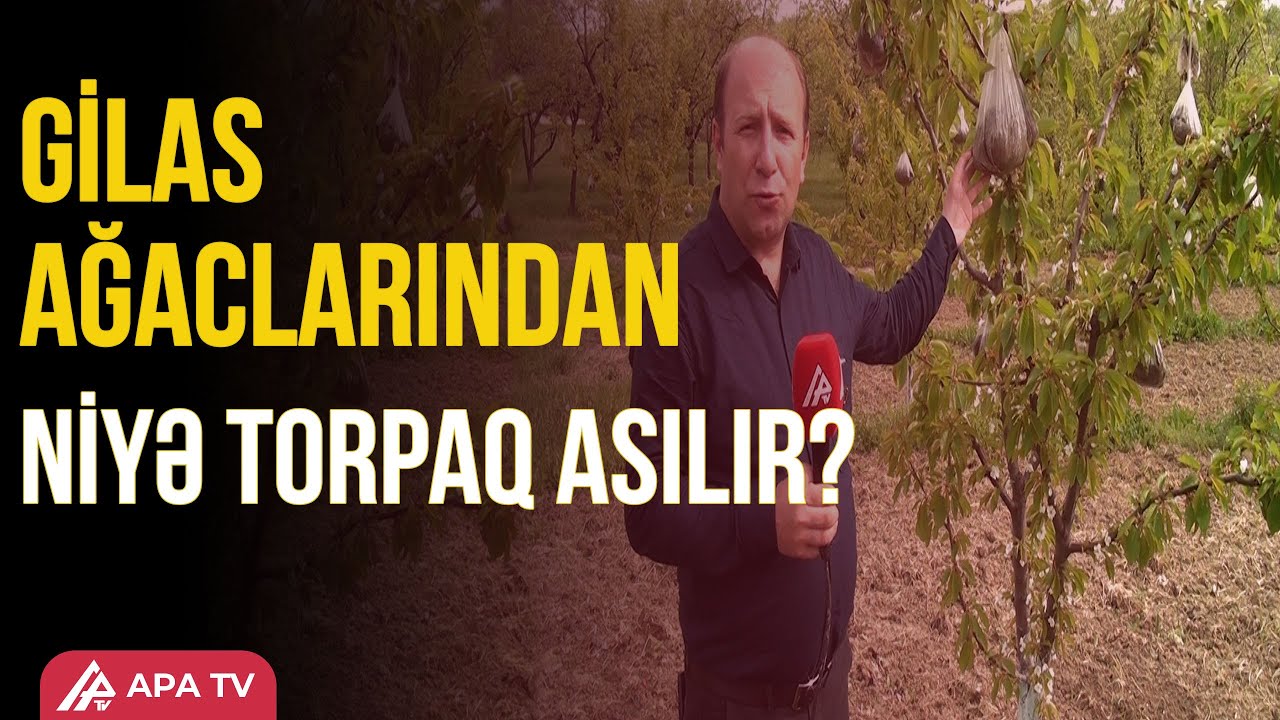 Qubalı bağbanların qeyri-adi üsulu - APA TV