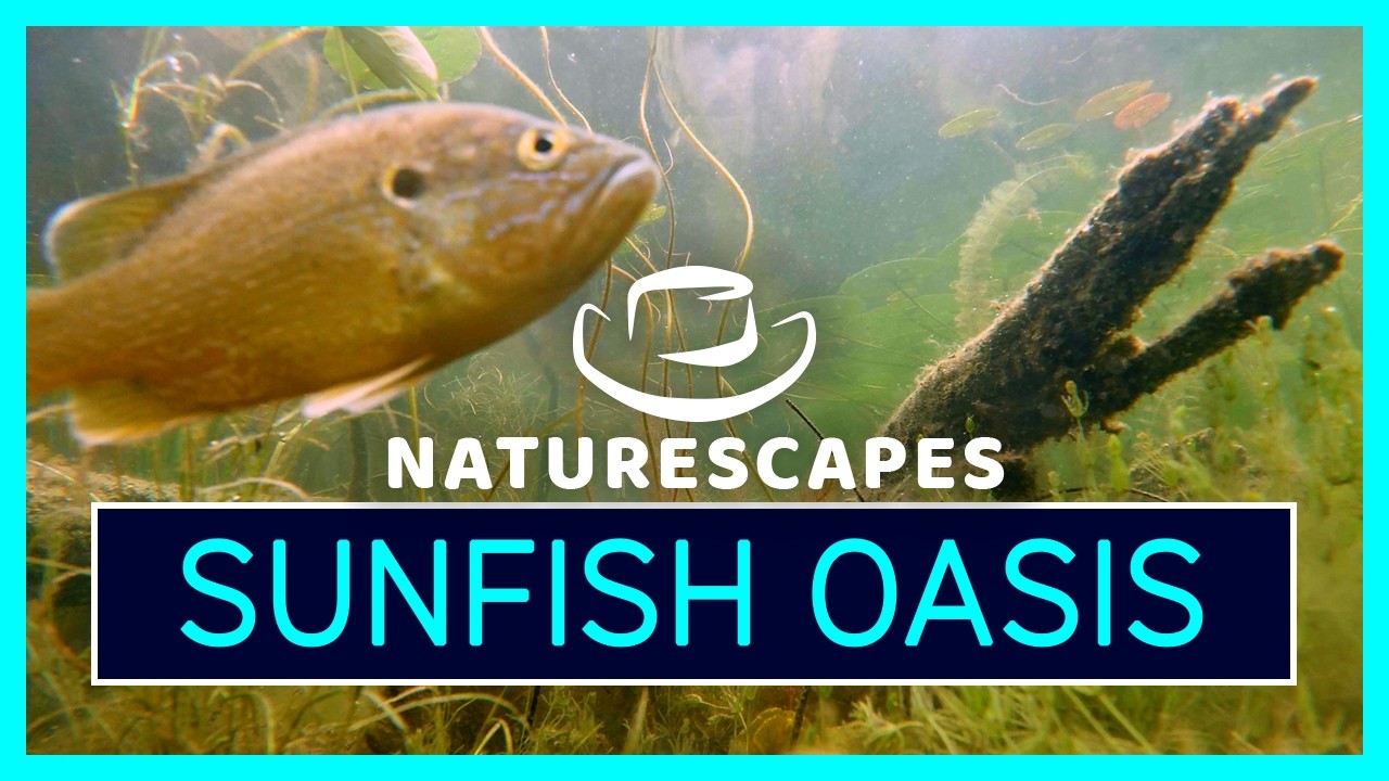 Sunfish Oasis 🪷 30 minutes of Relaxing Underwater Nature Footage in 4K