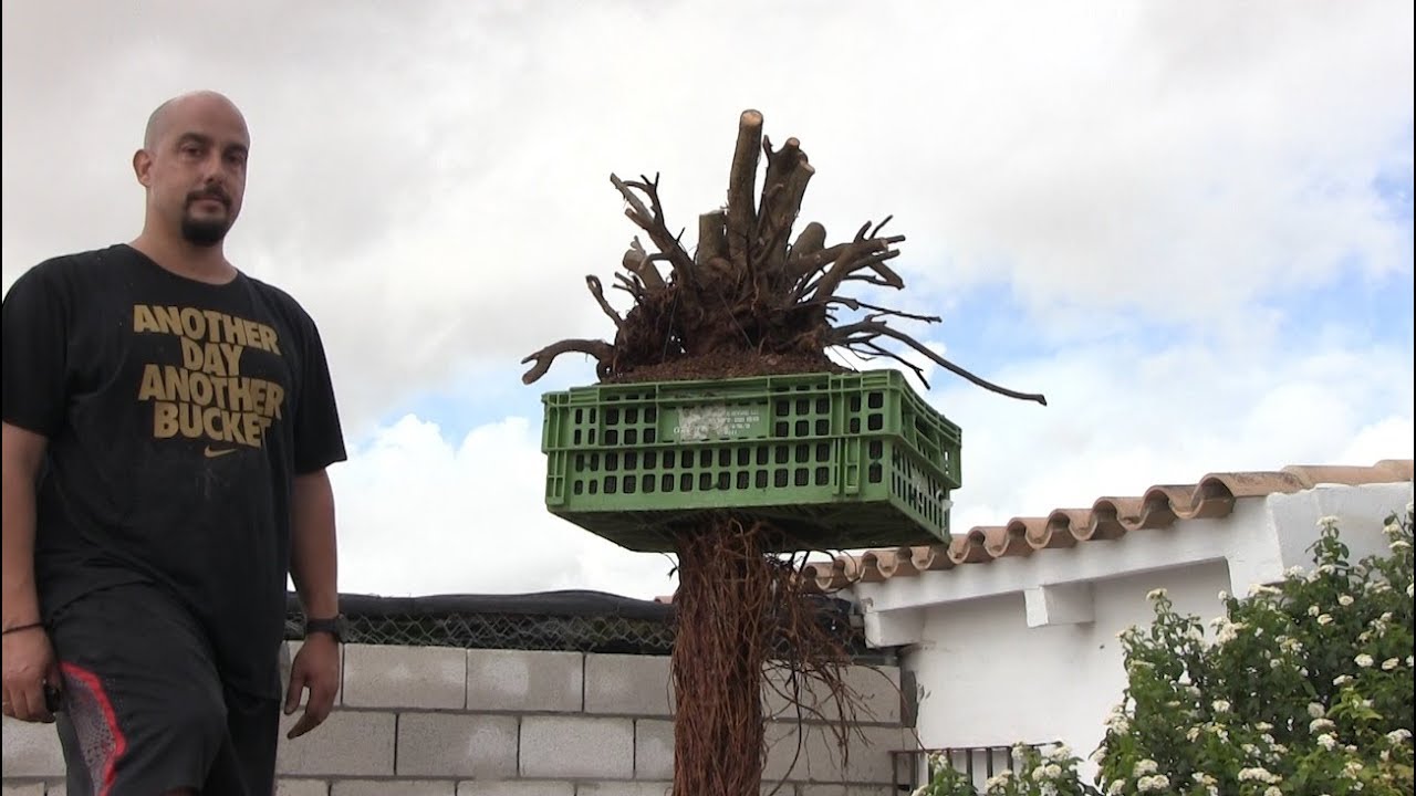 Acodo a ficus de más de 2 metros