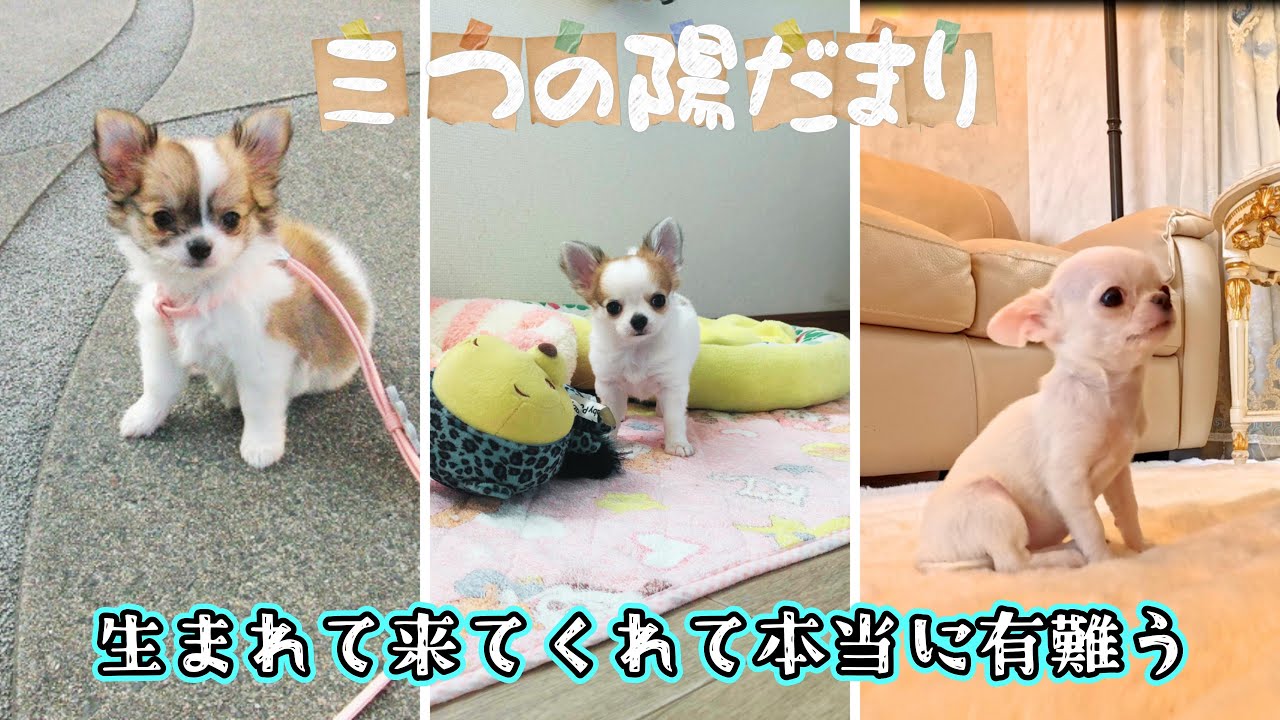 【17年の奇跡】生まれてきてくれてありがとう！愛犬三姉妹に捧げる愛の結晶