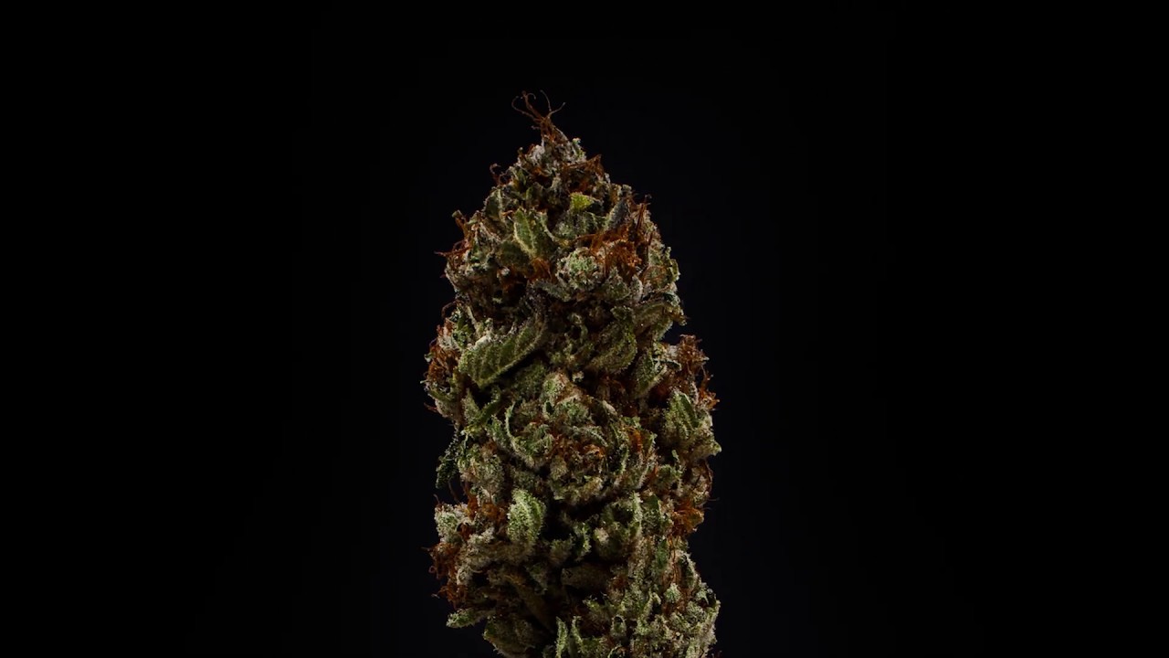 Sensi Star Dry Flower