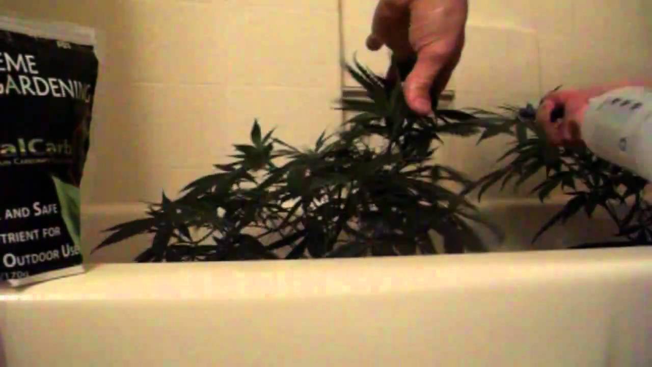Xtreme Gardening - CalCarb