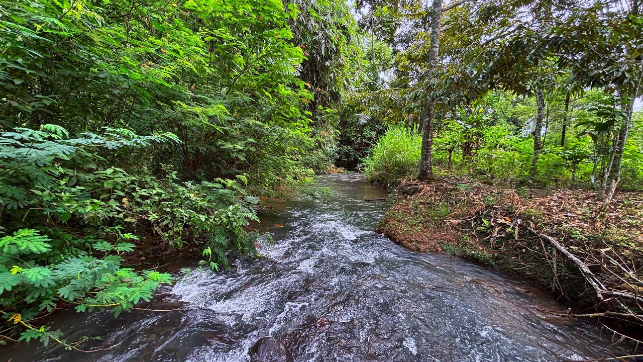 Reading, Work, and Relaxing with Tranquil Melody Of Water Flowing in a Quiet Woodland