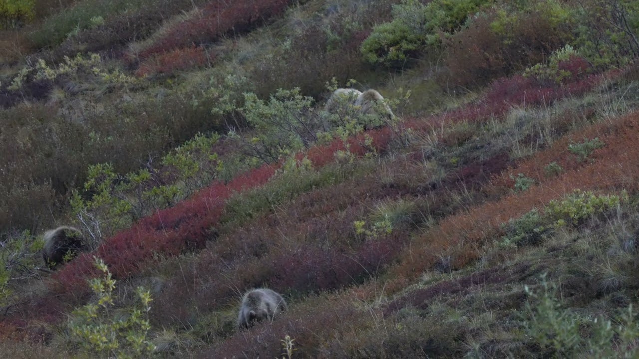 3 Bears from Sable Pass, Denali Park, Alaska