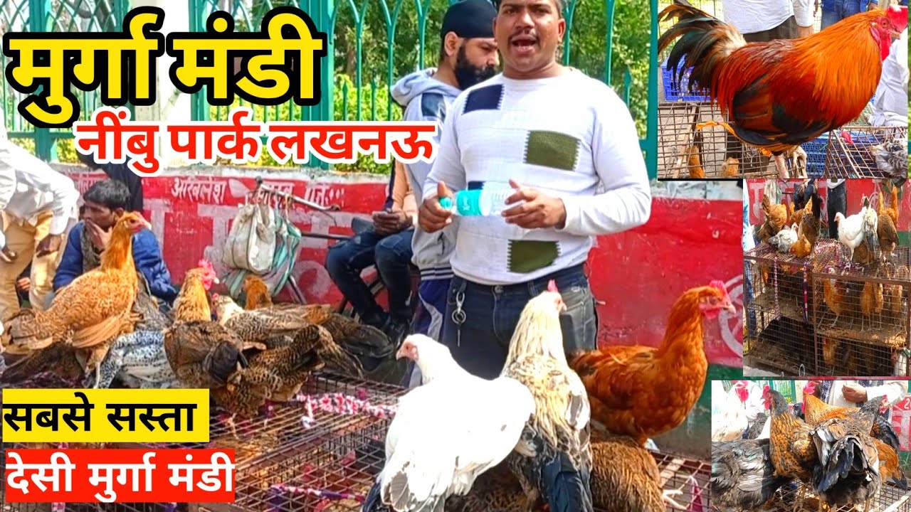 यहाँ मिलेंगे सबसे सस्ता देशी और अशील मुर्गा |Desi Murga Mandi |Murga Mandi |Nimbu Park Lucknow