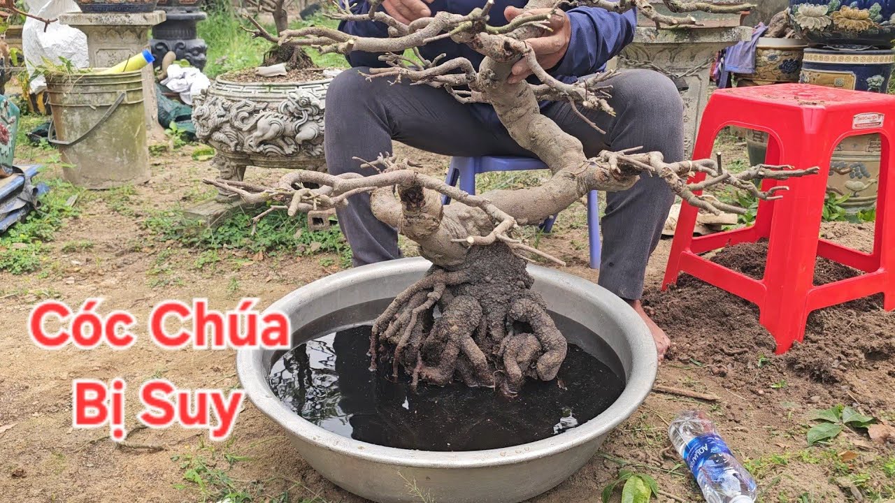 12/3 Chỉnh Sửa Thay Đất cho cây mai Khủng Cóc Chúa  bị suy , không  có rễ cám 