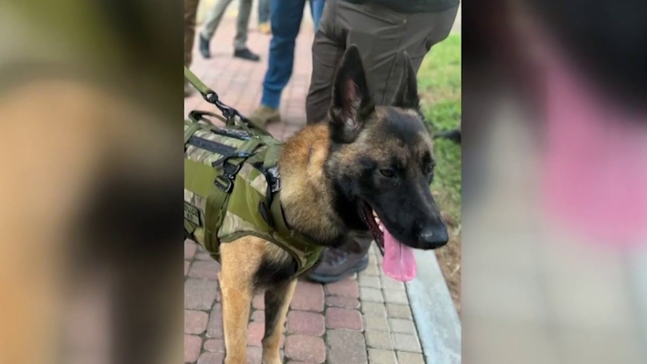 K-9 Rocky continues recovery after being wounded during Wednesday manhunt