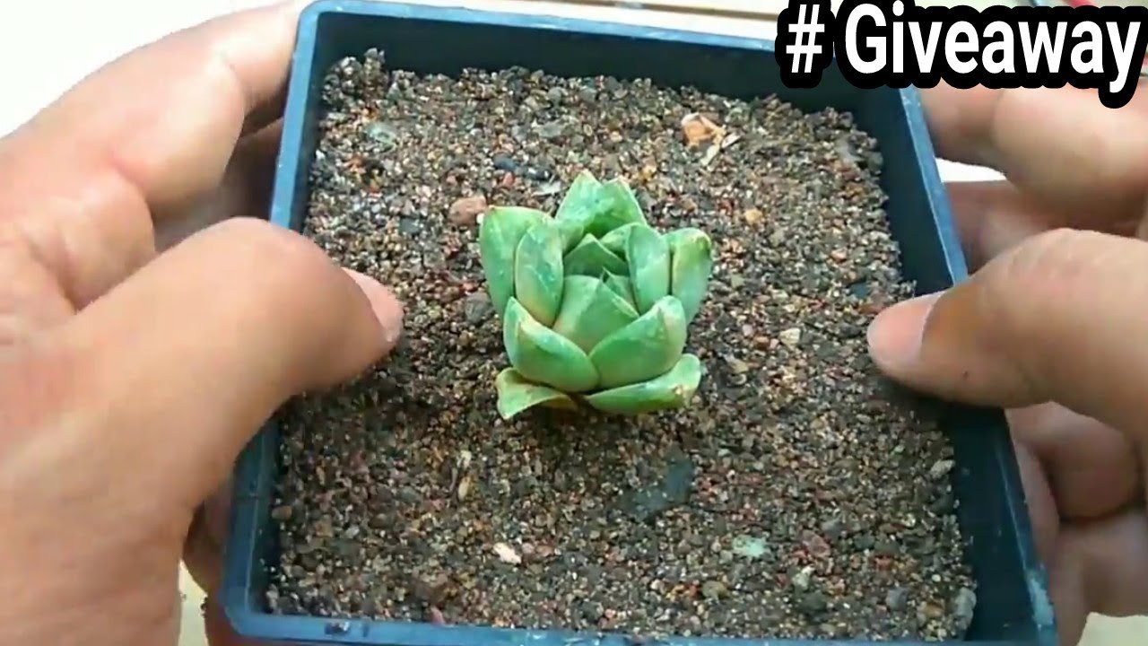 How to plant bare root succulent and cactus
