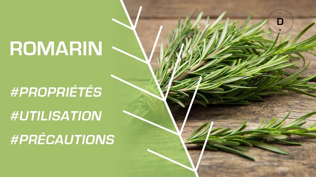 Comment utiliser le romarin ? Phytothérapie