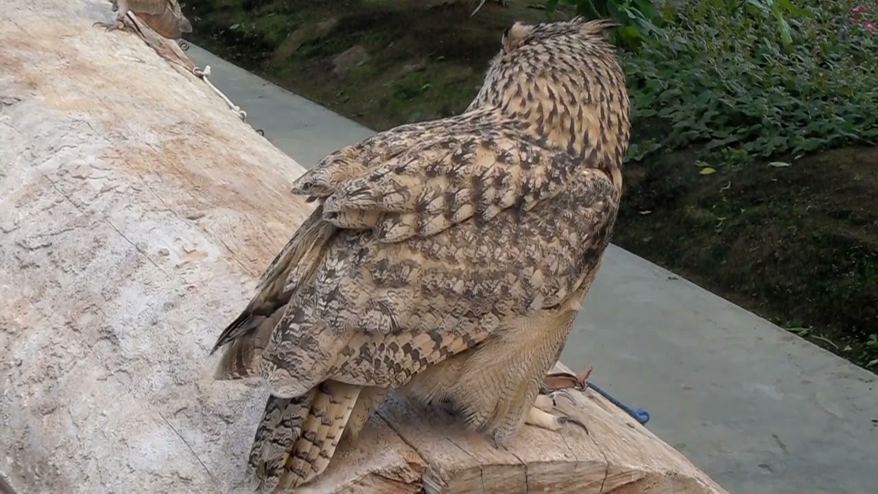 神戸花鳥園 (2009.10.10)