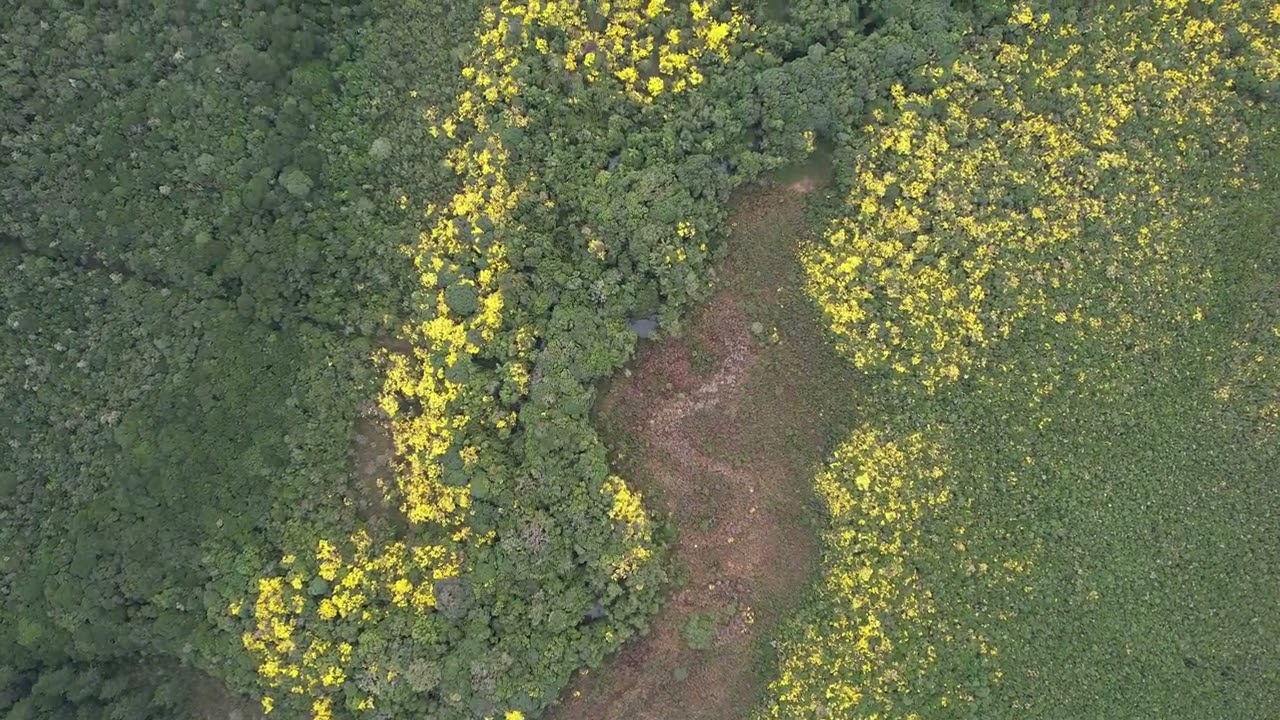 Um Mar de Ipês Amarelos na Coudelaria das Araucárias | Imagem Aérea de Drone