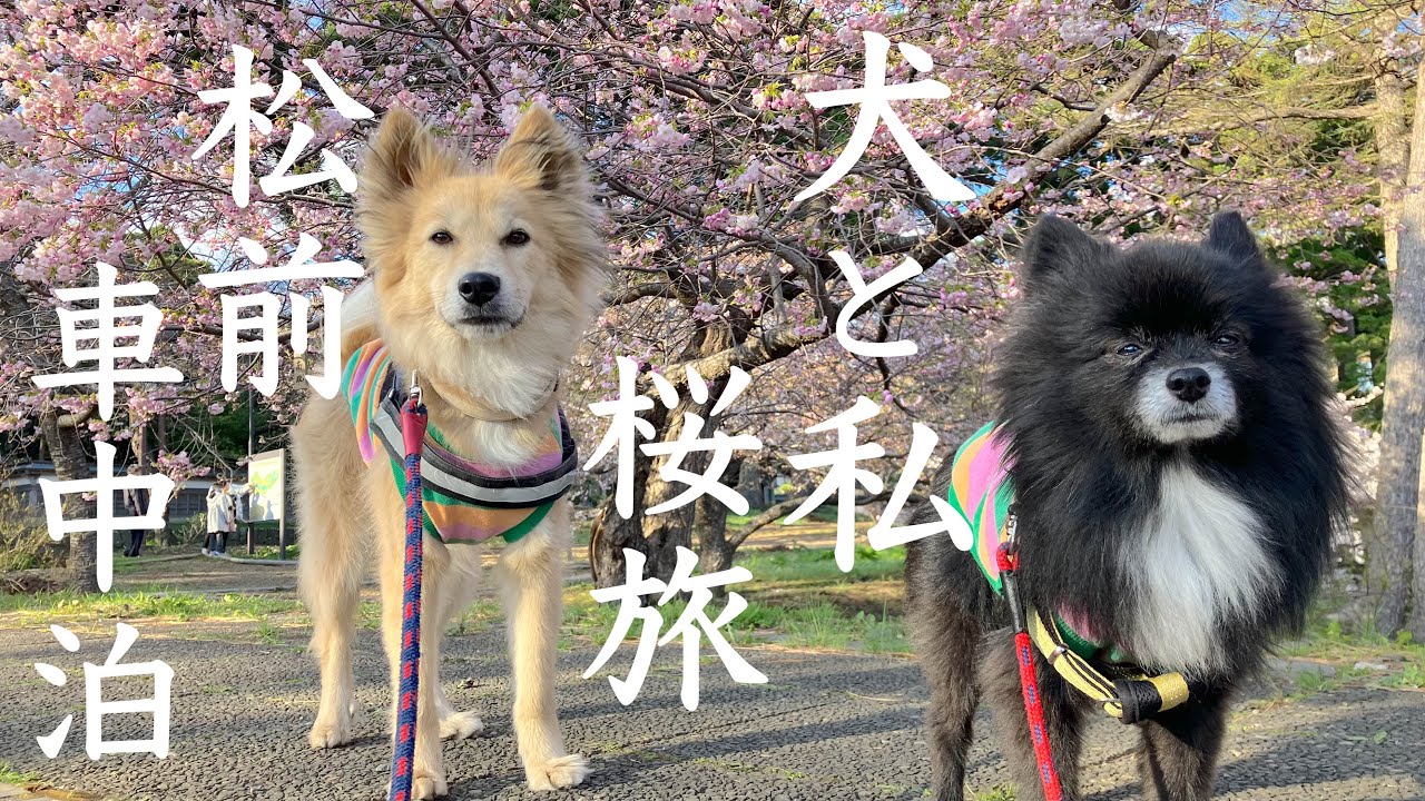 【北海道犬連れ一人、道南桜キャンピングカー旅】桜を追い求め…遠く松前まで来てしまった…😅上ノ国〜松前〜八雲〜長万部〜洞爺湖を巡る車中泊編③