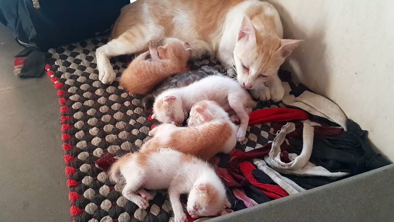 Very good mom cat giving a good care for her beloved kittens