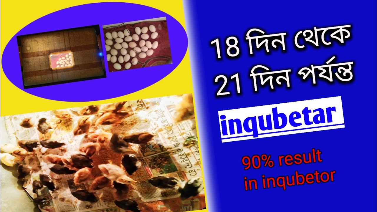 chicken egg hatching in incubator after 18 days।। 18 থেকে 21 দিন।