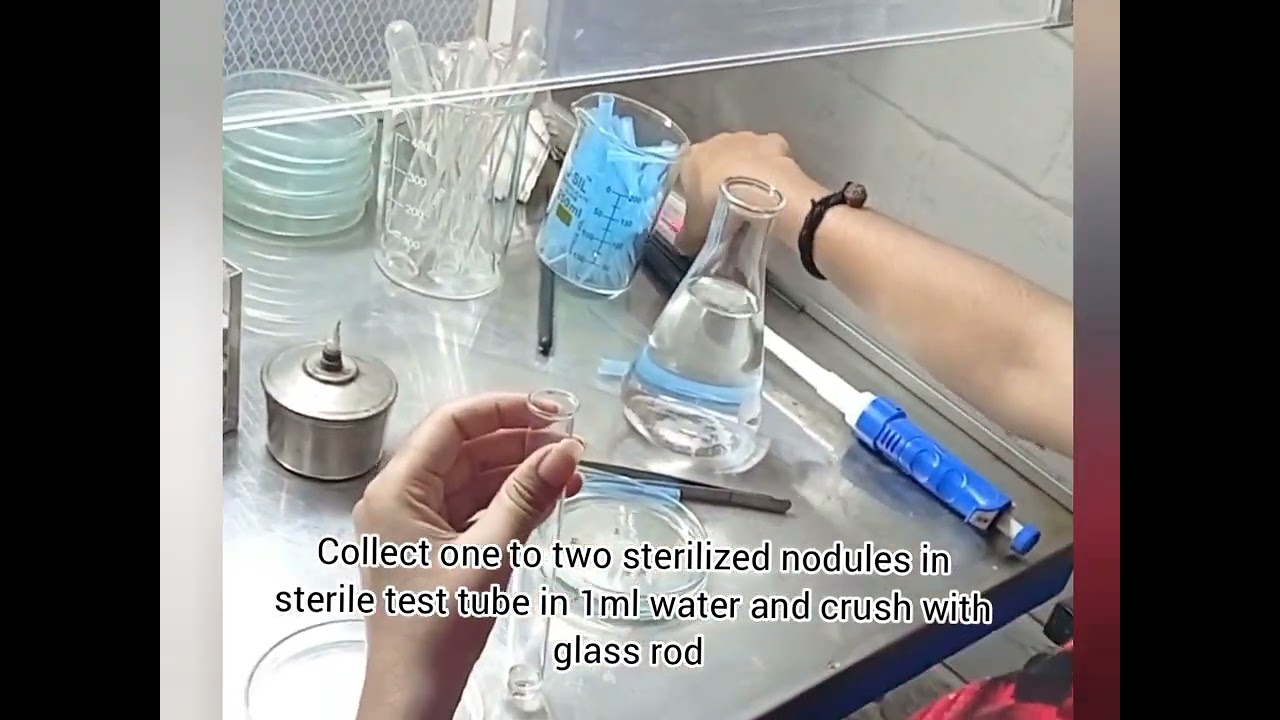 Isolation of Rhizobium from Root nodule #Isolation