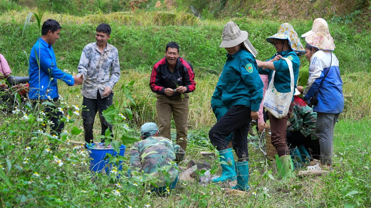 Harvesting and Harvesting New Rice Crop, Tilling and Gardening on the Farm | Family Farm 