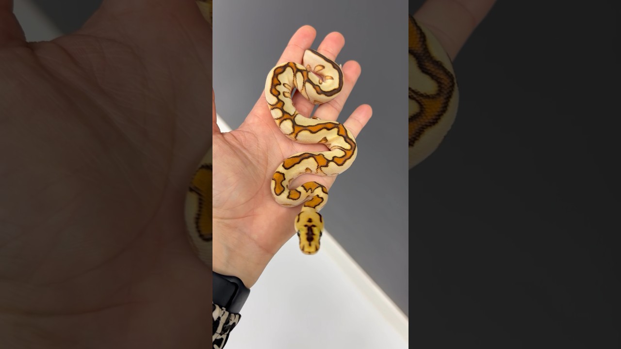 Super CLEAN Clown Ball Python Combo! #animals #ballpython #reptiles #snake #ballpythonmorphs