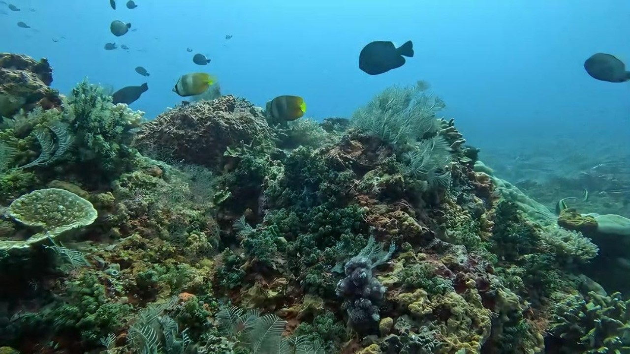 1 Hour Peaceful Ocean - Coral Reefs of Nusa Penida - Relaxing Video Scuba Diving 4k