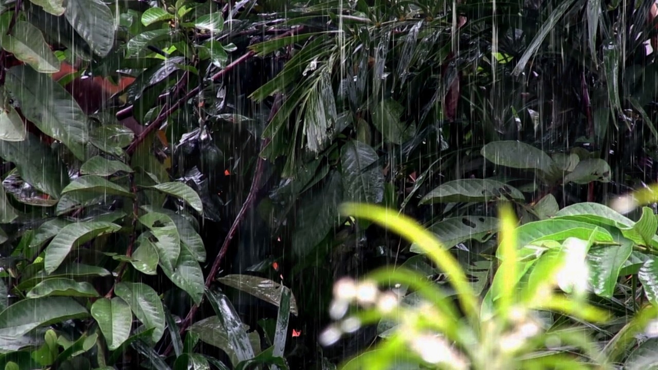 Rainforest Sounds for Sleeping – Lush Night Rain Ambience for Deep Relaxation and Calm Sleep