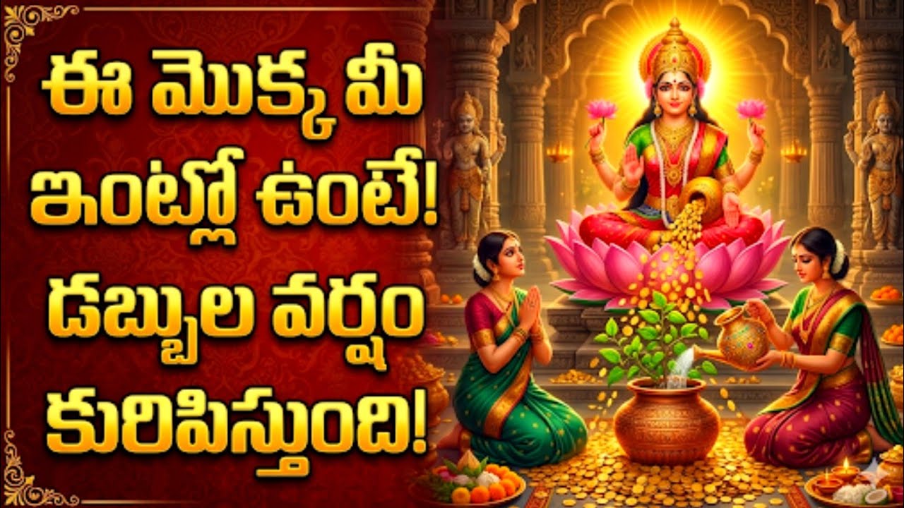 ఈ మొక్క మీ ఇంట్లో ఉంటే డబ్బుల వర్షం కురిపిస్తుంది! | Lakshmi Kataksham #moneyplant 