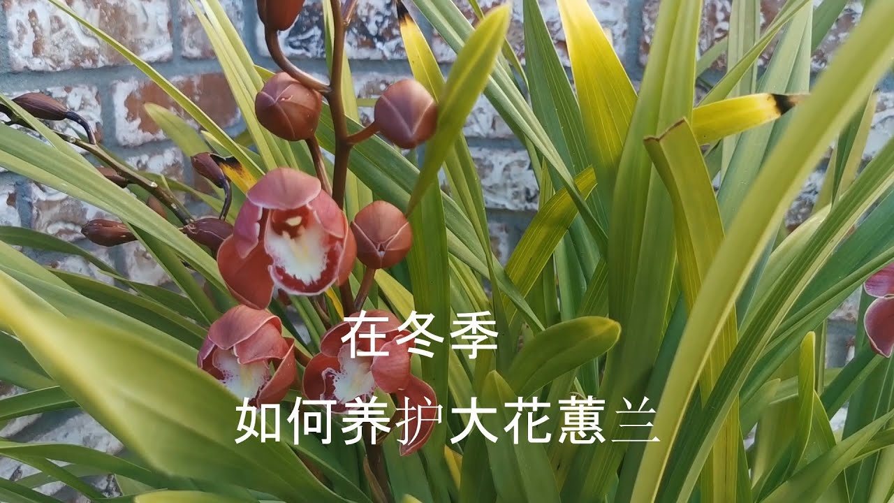 兰花205.在冬季如何养护大花蕙兰01/02/2021