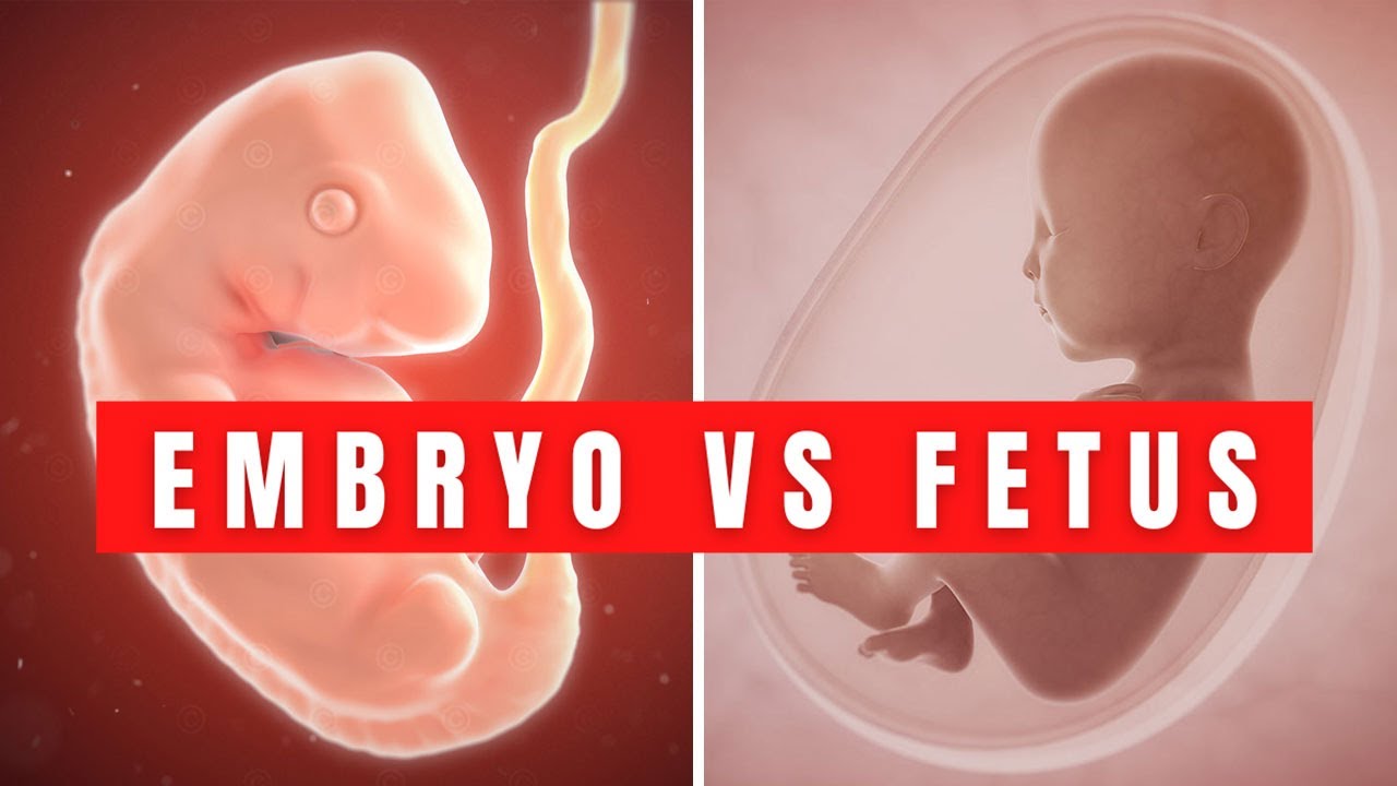 An Embryo vs Fetus | Anatomy