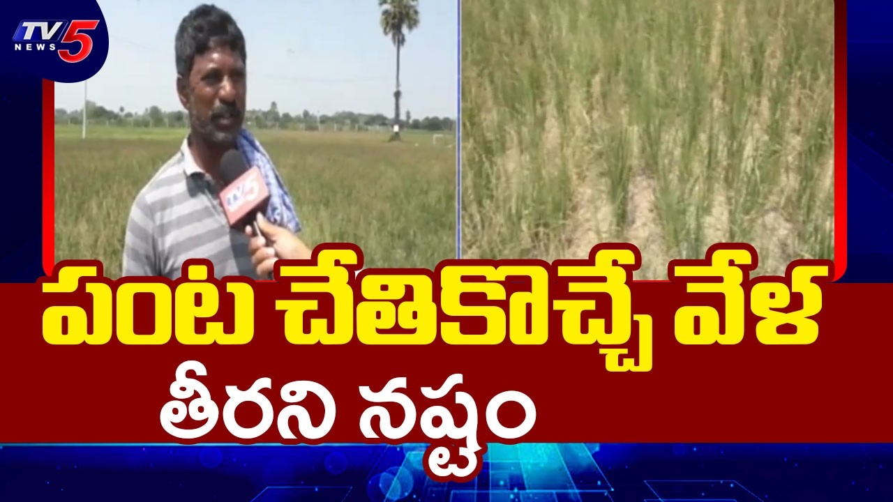 చేతికొచ్చిన పంట కళ్లముందే ఎండిపోతుంటే.. Nalgonda Farmers Suffer Due to Water Shortage | TV5 News