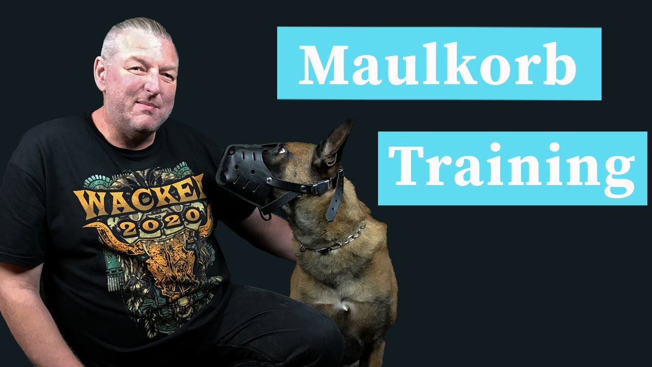 Hund an Maulkorb gewöhnen (Maulkorb-Training)