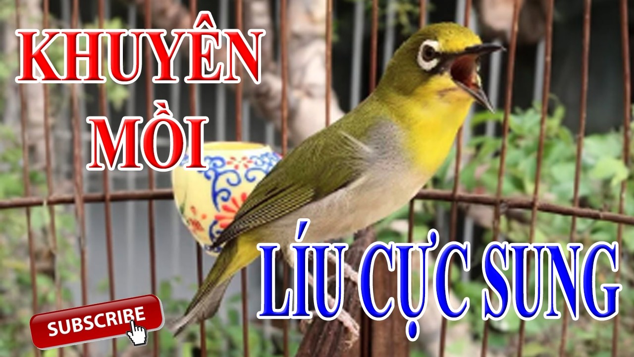 Chim vành khuyên mồi l Kích lửa vành khuyên mộc líu hãy mỗi ngày #vanhkhuyenliuhay