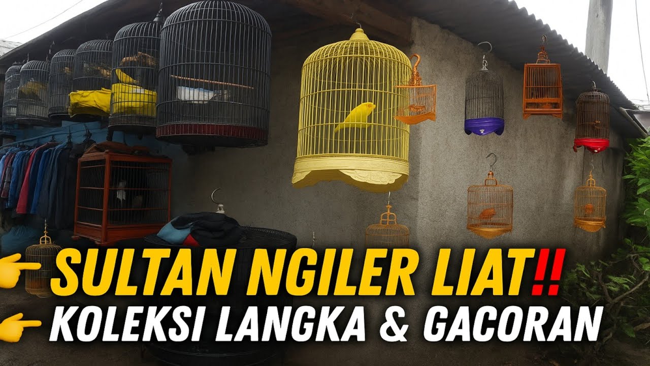 SULTAN PUN NGILER‼️ KOLEKSI BURUNG LANGKA & GACORAN MEWAH DI KENKEN BIRDSHOP MATRAMAN🔥
