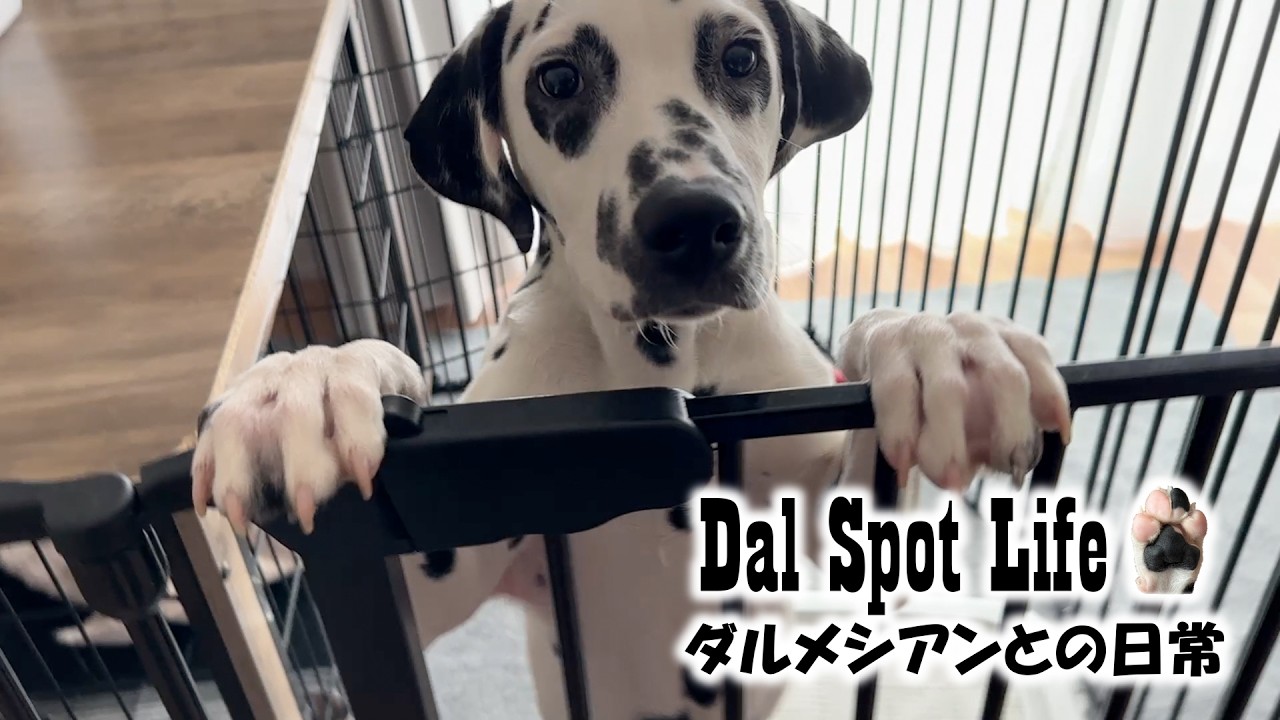 【ゲージとサークル】大型犬飼育に向けて環境を整える