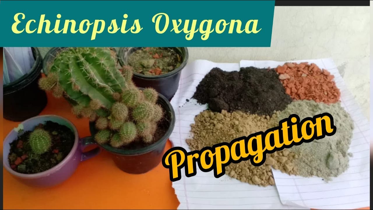 Propagation of echinopsis oxygona/How to propagate succulents