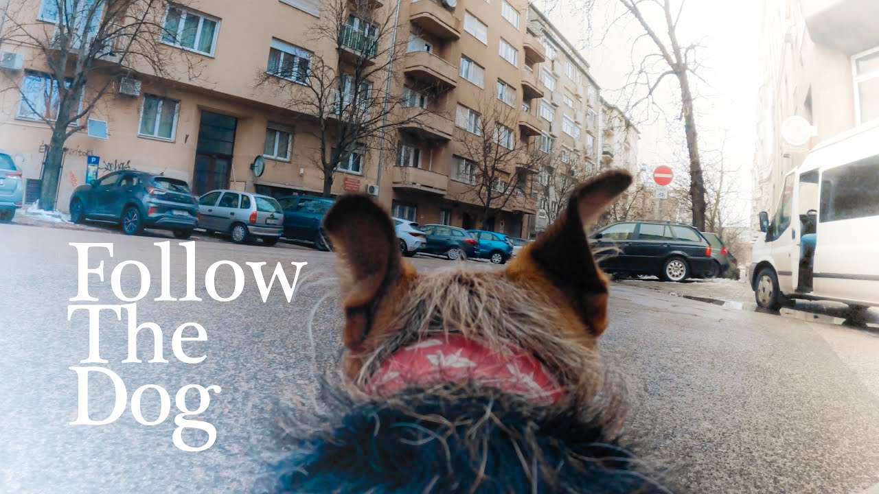 POV Walking My Dog For Background - Bumblebee - in Budapest – No Talking | Real Time
